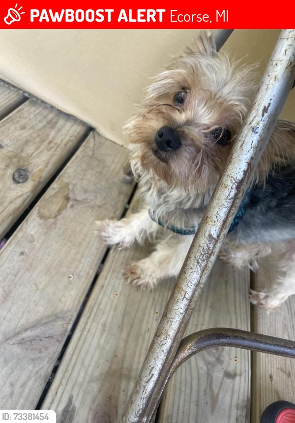 Lost Male Dog last seen Hyacinths st and 17th st Ecorse Michigan, Ecorse, MI 48229