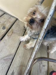 Lost Male Dog last seen Hyacinths st and 17th st Ecorse Michigan, Ecorse, MI 48229