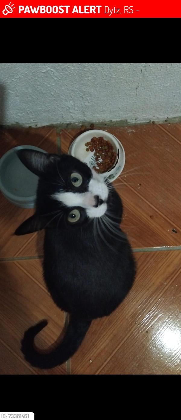 Lost Female Cat last seen Rua ijui 355 ditz, Dytz, RS 98802-060