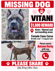 Lost Female Dog last seen ridge rd, Manvel, TX 77578