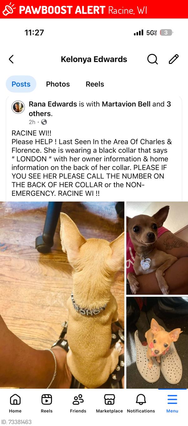 Lost Female Dog last seen Near Florence Avenue, Across from Daycare, Racine, WI 53402