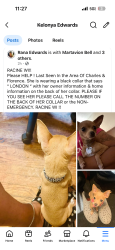 Lost Female Dog last seen Near Florence Avenue, Across from Daycare, Racine, WI 53402