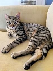 Lost Male Cat last seen American River Trail and Otter Trail, Cool, CA 95614