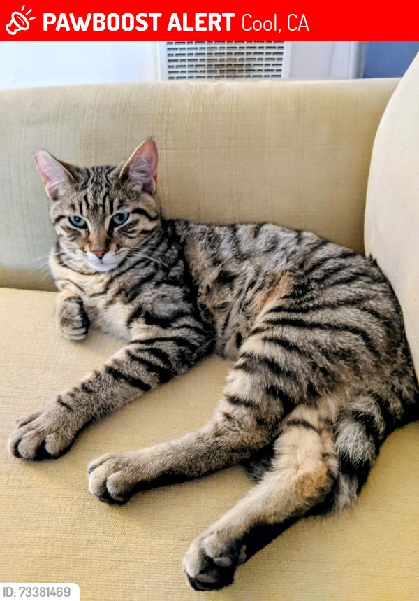 Lost Male Cat last seen American River Trail and Otter Trail, Cool, CA 95614