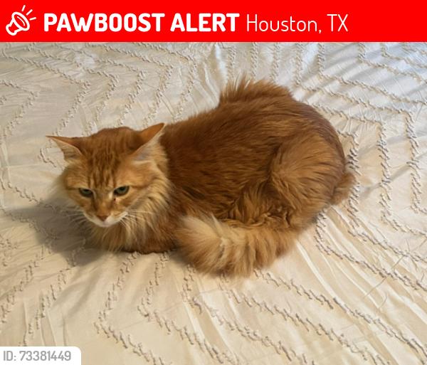 Lost Male Cat last seen Knickerbocker @ Willowgrove, Houston, TX 77035