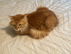 Lost Male Cat last seen Knickerbocker @ Willowgrove, Houston, TX 77035