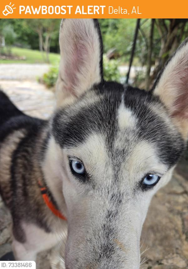 Found/Stray Male Dog last seen Hwy 49 clay county al, Delta, AL 36258