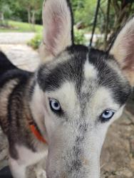 Found/Stray Male Dog last seen Hwy 49 clay county al, Delta, AL 36258