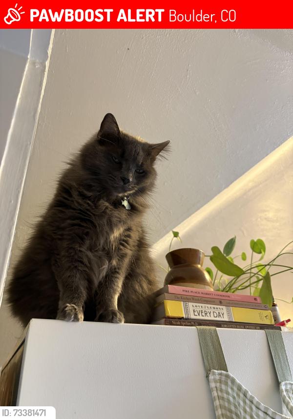 Lost Female Cat last seen Last seen at home on Sunday evening. She got out and hasn’t come back which is very unlike her, Boulder, CO 80302