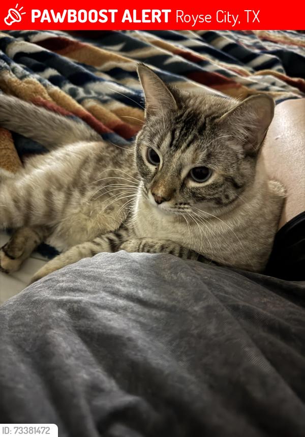 Lost Female Cat last seen Parkside Village Neighborhood, Royse City, TX 75189