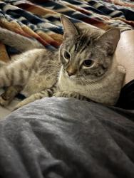 Lost Female Cat last seen Parkside Village Neighborhood, Royse City, TX 75189