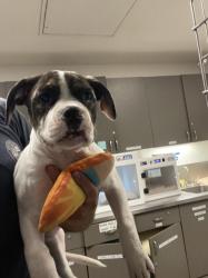 Shelter Stray Female Dog last seen , 14409 Vanowen St, Van Nuys, CA 91405, USA