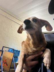 Shelter Stray Male Dog last seen GREEN KEY RD & WARNER AVE, 19640 Dogpatch Ln, Land O' Lakes, FL 34638, USA