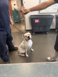 Shelter Stray Male Dog last seen , West Valley Animal Shelter, 20655 Plummer St, Chatsworth, CA 91311, USA