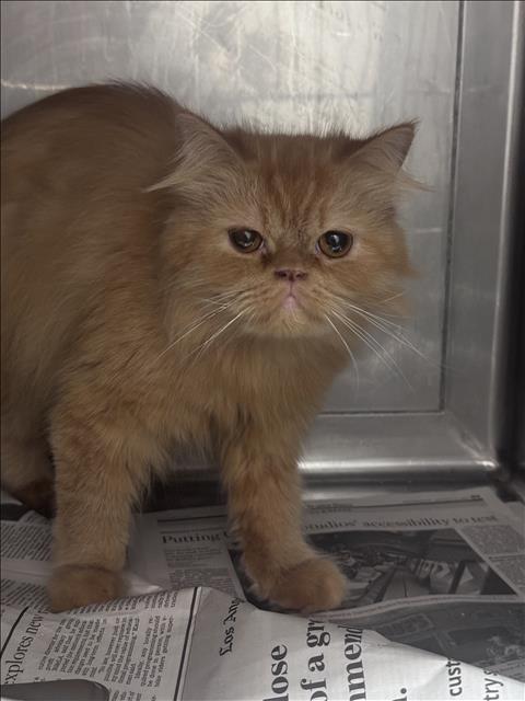 Shelter Stray Unknown Cat last seen , West Valley Animal Shelter, 20655 Plummer St, Chatsworth, CA 91311, USA