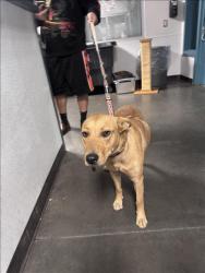 Shelter Stray Female Dog last seen , West Valley Animal Shelter, 20655 Plummer St, Chatsworth, CA 91311, USA