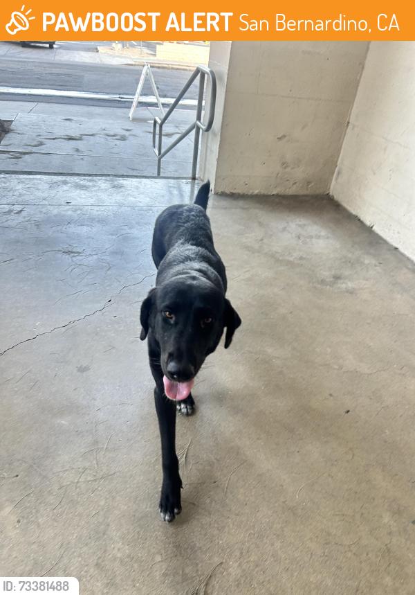 Found/Stray Female Dog last seen Arrowview middle school, San Bernardino, CA 92405