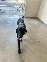 Found/Stray Female Dog last seen Arrowview middle school, San Bernardino, CA 92405