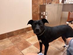 Reunited Female Dog last seen Stonewall drive, Easley, SC 29642