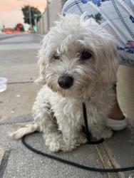 Found/Stray Male Dog last seen McKee and Capitol, San Jose, CA 95131