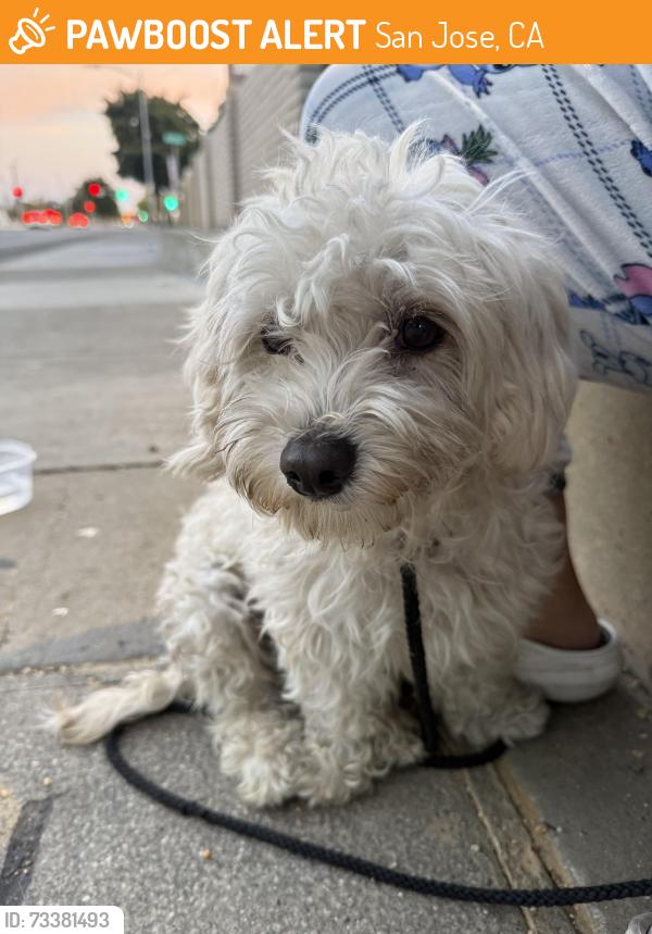 Found/Stray Male Dog last seen McKee and Capitol, San Jose, CA 95131