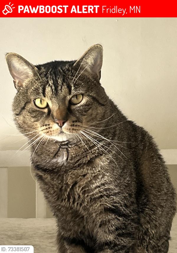 Lost Male Cat last seen Springbrook apmts, Fridley, MN 55432
