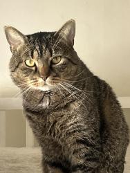 Lost Male Cat last seen Springbrook apmts, Fridley, MN 55432