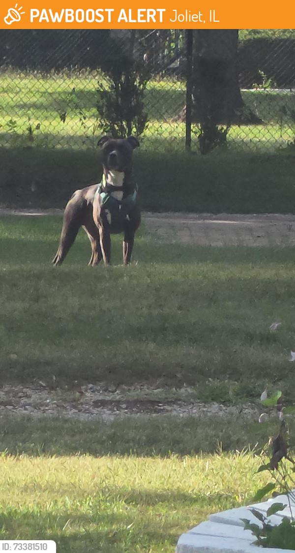 Found/Stray Unknown Dog last seen Margaret and Jefferson, Joliet, IL 60436