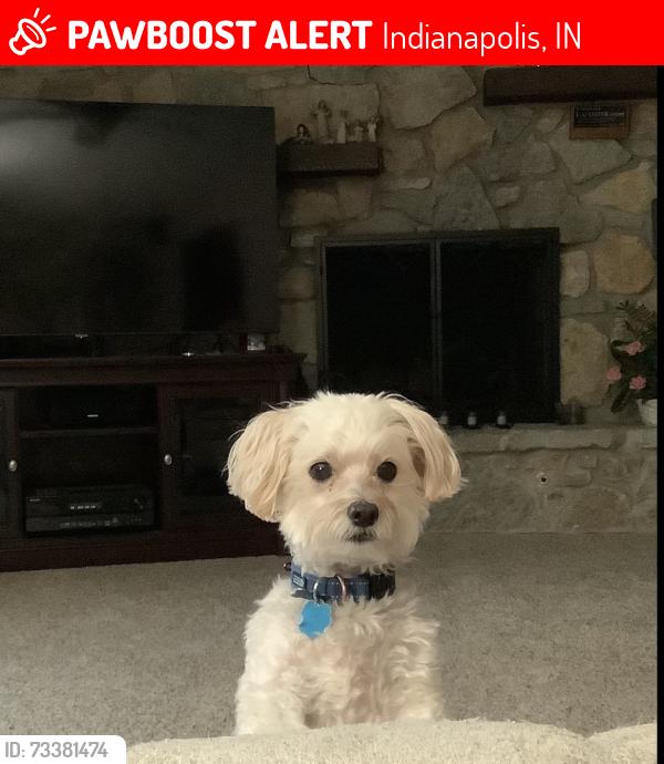 Lost Male Dog last seen Tansel and Log Run Dr., Indianapolis, IN 46234