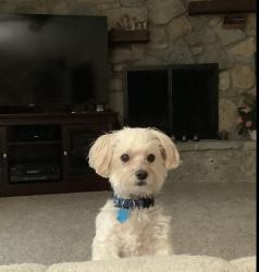 Lost Male Dog last seen Tansel and Log Run Dr., Indianapolis, IN 46234