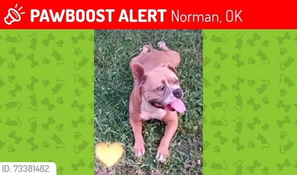 Lost Female Dog last seen Whispering pines, Norman, OK 73068