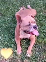 Lost Female Dog last seen Whispering pines, Norman, OK 73068
