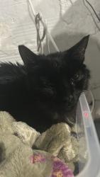 Reunited Male Cat last seen Near nearish MLK, Des Moines, IA 50314