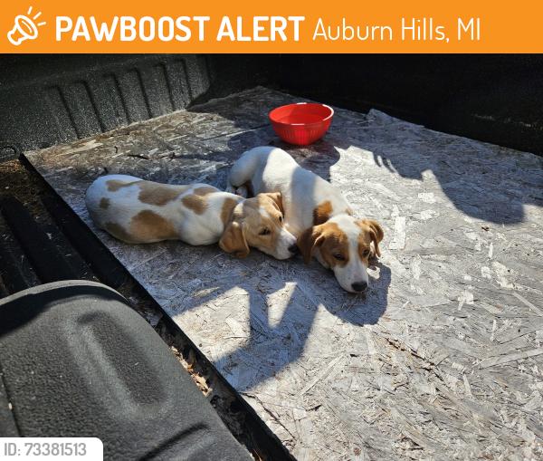 Found/Stray Male Dog last seen Opdyke Featherstone, Auburn Hills, MI 48326