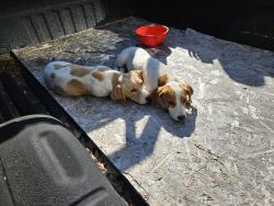 Found/Stray Male Dog last seen Opdyke Featherstone, Auburn Hills, MI 48326