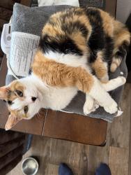 Lost Female Cat last seen NW 33rd Ave and 100st, Miami, FL 33147