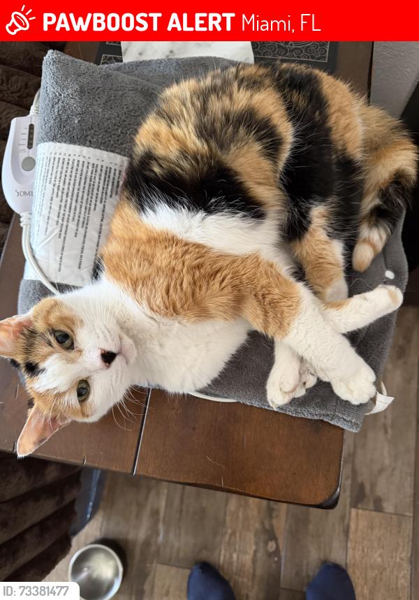 Lost Female Cat last seen NW 33rd Ave and 100st, Miami, FL 33147
