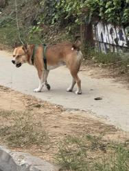 Found/Stray Male Dog last seen Rosemont & sunset along the mural wall, Los Angeles, CA 90026