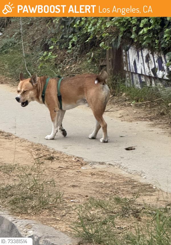 Found/Stray Male Dog last seen Rosemont & sunset along the mural wall, Los Angeles, CA 90026