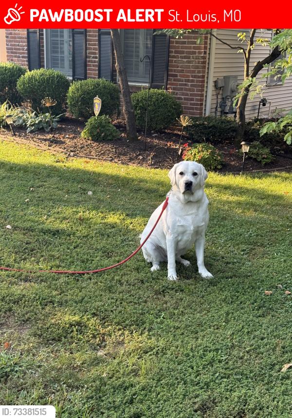 Lost Male Dog last seen Olive and graeser, St. Louis, MO 63141