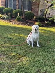 Lost Male Dog last seen Olive and graeser, St. Louis, MO 63141