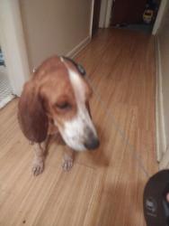 Found/Stray Male Dog last seen Blair Rd, Jacksonville, FL 32221