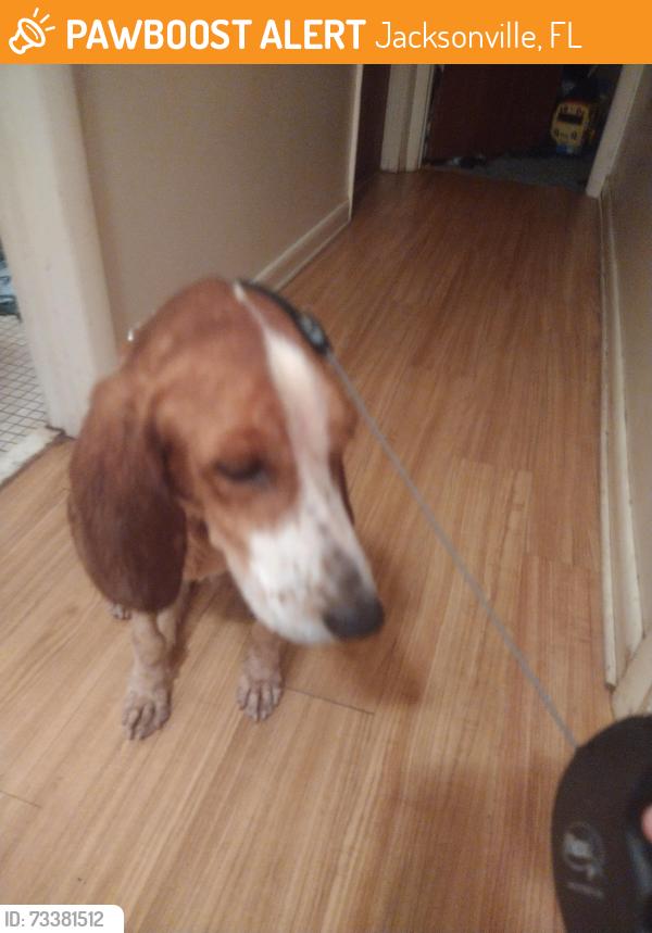 Found/Stray Male Dog last seen Blair Rd, Jacksonville, FL 32221