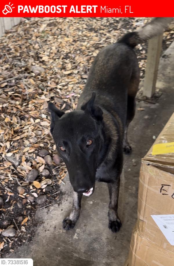 Lost Unknown Dog last seen Arcola lakes park, Miami, FL 33147