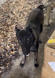 Lost Unknown Dog last seen Arcola lakes park, Miami, FL 33147