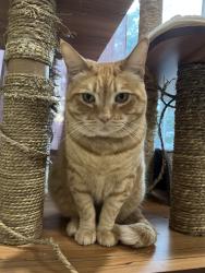 Reunited Female Cat last seen Iron Bark Way, Seton Rd, Irvine, CA 92612