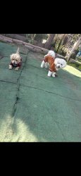 Lost Male Dog last seen 115th place and watts ave, Los Angeles, CA 90059