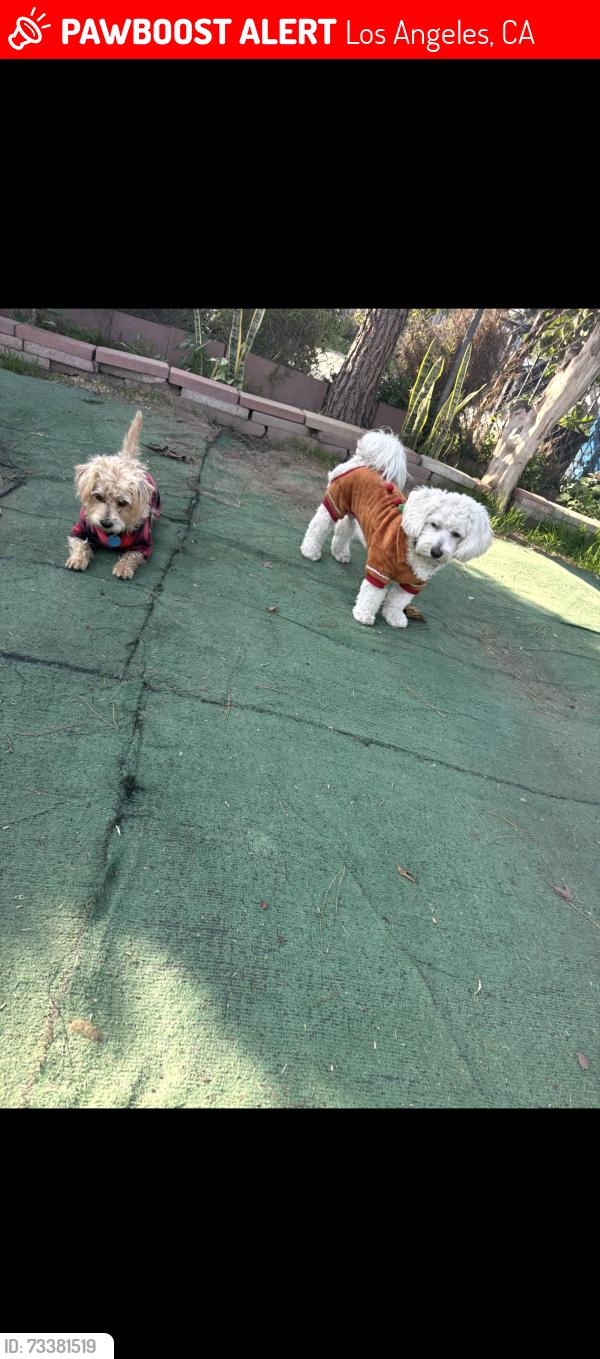 Lost Male Dog last seen 115th place and watts ave, Los Angeles, CA 90059