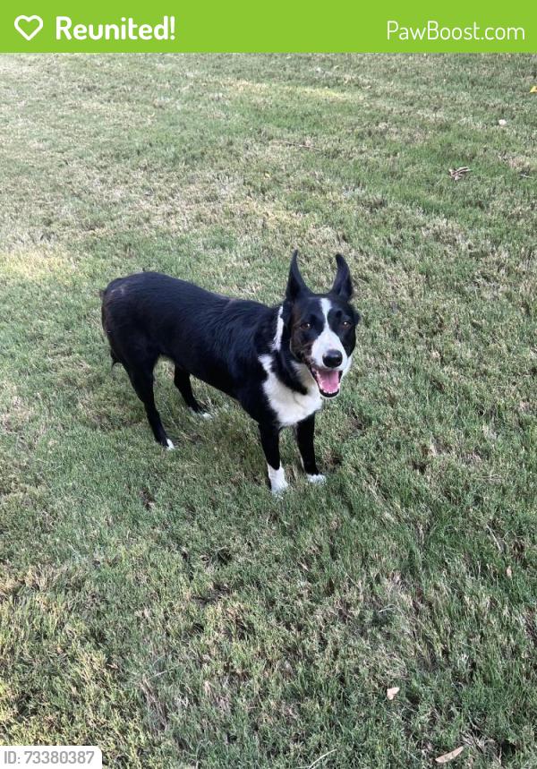 Reunited Female Dog last seen Lake Way Drive and ShallowWater Drive, Allen, TX 75013