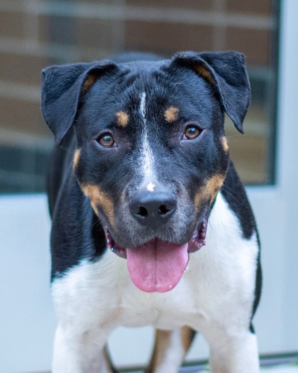 Shelter Stray Male Dog last seen Near FAIRINGTON ROAD D7 Lithonia, 30038, 30038, GA, 3280 Chamblee Dunwoody Rd, Chamblee, GA 30341, USA